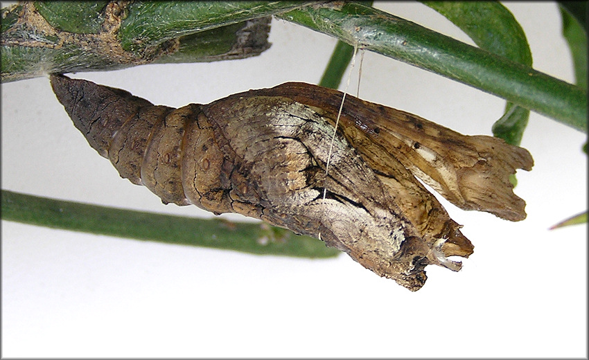 Giant Swallowtail Chrysalis [Papilio cresphontes]